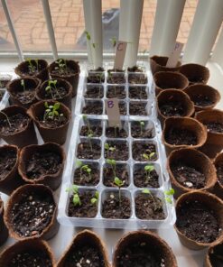 Seed Needs, Milkweed Seed Packet Collection to Attract Monarch Butterflies (6 Individual Seed Varieties to Plant) Heirloom & Untreated Seeds 6 Pack 43 91GZ2ndfHL