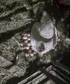 Hatortempt 10lbs Bulk Dried Mealworms - Premium Non-GMO Organic Chicken Feed, Nutritious High Protein Meal Worms- Food and Treats for Laying Hens, Wild Birds, Ducks, Reptiles, Fish, Hedgehogs, Turtles 10 Pound (Pack of 1) 37 91Gdn8XGd2L