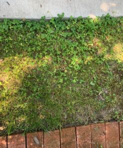 Ortho Weed B Gon Chickweed, Clover & Oxalis Killer for Lawns, 32 Oz. Ready to Spray 30 91GeM9yQe5L