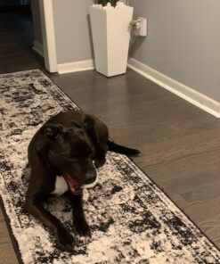 Eukanuba Adult Large Breed Dry Dog Food, 30 lb 30 Pound (Pack of 1) 37 91GnyemigUL