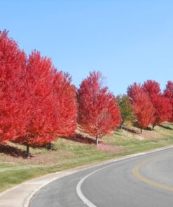 Grill Brush - Grill Cleaner Brush Grill Accessories for Outdoor Grill - Safe BBQ Brush for Grill Cleaning - Heavy Duty 17" Grill Brushes Grill Brush with Scraper 42 91Gr1GgCZLL