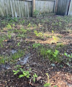 Scotts Turf Builder Grass Seed Sun & Shade Mix, Grows in Extreme Conditions & Spreads for a Durable Lawn, 7 lbs. 1 Pack 7 lb. 82 91Gr2nS qBL 3