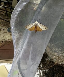 Trasfit Pop-up Insect and Butterfly Habitat Cage Terrarium - 24 Inches Tall 53 91GrIKhN1L