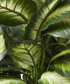 Nearly Natural Triple Golden Dieffenbachia with Wood Vase, Green, 20" x 18" x 22" 31 91Gvct9mt3L