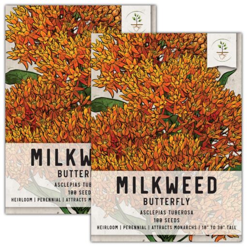 Seed Needs, Butterfly Milkweed Seeds - 100 Heirloom Seeds for Planting Asclepias tuberosa - Open Pollinated & Untreated, Attracts Monarch Monarchs (2 Packs) 2 Packs (200 Seeds)