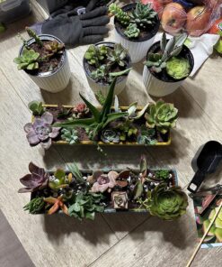FATPLANTS 10 Living Succulent Cuttings 49 91HYmU3kZHL