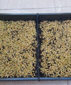 10 Plant Growing Trays (No Drain Holes) - 20" x 10" - Perfect Garden Seed Starter Grow Trays: for Seedlings, Indoor Gardening, Growing Microgreens, Wheatgrass & More - Soil or Hydroponic Black No drain holes 43 91HoSPKW4sL