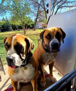 Life Line Pet Nutrition Wild Alaskan Fish Oil Omega-3 Supplement for Skin & Coat – Supports Brain, Eye & Heart Health in Dogs & Cats, 128oz 34 91Hz lBWzFL