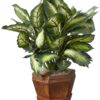 Nearly Natural Triple Golden Dieffenbachia with Wood Vase, Green, 20" x 18" x 22" 13 91Hza AShjL