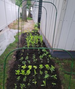 30 Packs of Deluxe Valley Greene Heirloom Vegetable Garden Seeds Non-GMO(Guaranteed 30 Different Varieties as Listed) 27 91I4Phd4MeL