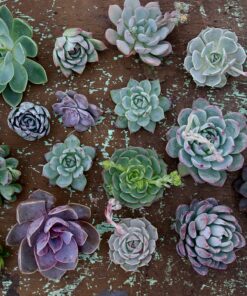 Espoma Organic Cactus Potting Soil Mix, Natural & Organic Soil for Cactus, Succulent, Palm, and Citrus grown in containers both indoors and outdoors, 4 qt, Pack of 1 4 Quart 29 91IFr4MulIL