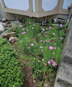 Cosmos Seeds Wildflower Mixture - Bulk 1 Ounce Packet - Over 5,000 Seeds - Pink, Yellow, Orange, Red, Purple and White Mixed Species! 1 Ounce Pouch 43 91IHE8jfgyL