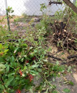 DEWALT 20V MAX* XR Chainsaw, 12-Inch, Tool Only (DCCS620B) Chainsaw Bare Tool Only 51 91IJqKVzLdL