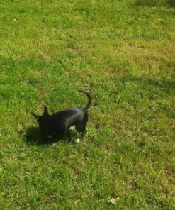 Sun Joe MJ401E 14-Inch 12-Amp Electric Lawn Mower w/Collapsible Handle for Storage, 3-Position Height Control, 10.6-Gallon Bag, Green Original Version 61 91INNmeaf5L