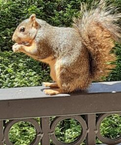 Wakefield Extra Large Virginia Peanuts for Animals, 25 LBS Peanut 25 Pound (Pack of 1) 38 91IYChhLWIL