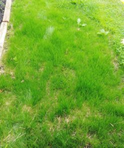 Jonathan Green (10970) Black Beauty Heavy Traffic Grass Seed - Cool Season Lawn Seed (3 lb) 3 lb 27 91IcMotBk1L