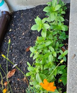 Monarch Butterfly Rescue Wildflower Seed Packet Bulk Open-Pollinated Wildflower, No Fillers, Annuals, Perennials and Milkweed Seeds for Monarch Butterfly1oz 54 91IeRTxEq6L