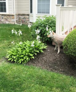 Flambeau Outdoors 5985MS-1 Lone Howler Coyote Decoy, One Size 34 91IlokbsJZL