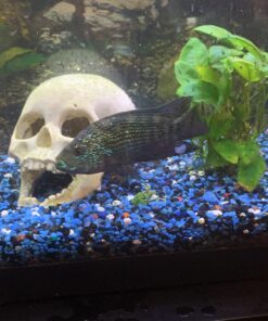 Staurogyne Repens Tissue Cultured - Foreground Aquarium Plant 61 91IuJOoCGL