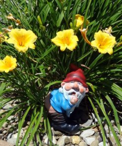 Funny Guy Mugs Middle Finger Gnome Statue - Mooning Gnome - Indoor or Outdoor Garden Gnome Sculpture for Patio, Yard or Lawn - Funny Gnomes Inappropriate Gifts - Naughty Gnomes 16 91IxgrXJIJL