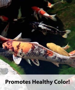 Alternative view of Kaytee Koi's Choice Koi Floating Fish Food, 10 Pound 10 Pound (Pack of 1)