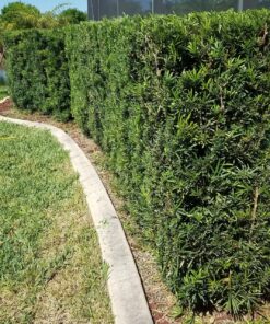 EGO Power+ HT2400 24-Inch 56-Volt Lithium-ion Cordless Hedge Trimmer - Battery and Charger Not Included Green 24in Trimmer NO BATTERY/CHARGER 26 91JQdV5cY8L