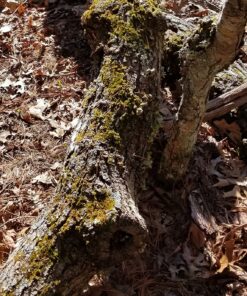 Sportsman Pocket Chainsaw 36 Inch Long Chain With Fire Starter Best Compact Folding Hand Saw Tool for Survival Gear, Camping, Hunting, Tree Cutting or Emergency Kit. Replaces Your Pruning & Pole Saw 58 91JRHSRoliL 1