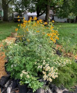 EZ Straw Seeding Mulch with Tack - Biodegradable Organic Processed Straw – 2.5 CU FT Bale (Covers up to 500 sq. ft.), Multi 35 91JXvkPgSkL