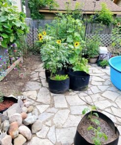 Ming Wei Garden Plant Bags / 6-Packs 5 Gallon Grow Bags/Aeration Fabric Pots/Handles (Black) Black 31 91JgUeP NdL