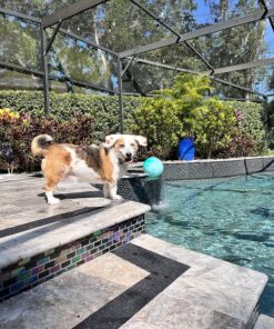 EdenProducts Heavy Duty Anti Slip Grip Tape (4inx33ft) - High Traction Anti Slip Tape, Waterproof Outdoor Grip Tape for Stairs, for Skateboards, Bat, Pool, Floor - Non Skid Tape Outside Step Treads 4" x 33 Feet 1 30 91JiA 2wsmL