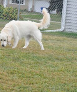 Stewart Freeze Dried Dog Treats, Beef Liver, Salmon, Chicken Liver & Chicken Breast, 3 oz, 4 oz, 12 oz, 14 oz, 21 oz, Resealable Tub, Grain Free & Gluten Free, Single Ingredient, Dog Training Treats 1.31 Pound (Pack of 1) 36 91JmC87uR4L