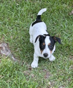 Advantage II Small Dog Vet-Recommended Flea Treatment & Prevention | Dogs 3-10 lbs. | 6-Month Supply 22 91Jp5OmUQVL