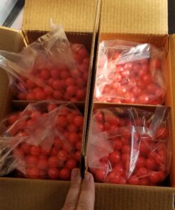 Valken Infinity Paintballs - 68cal - 2,000ct - Pink-Pink Fill 32 91Jpog20sXL