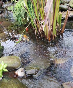 Aquascape 75000 Pond Air 2 (Double Outlet Aeration Kit) 2-Outlet 67 91Jpzw5r5AL