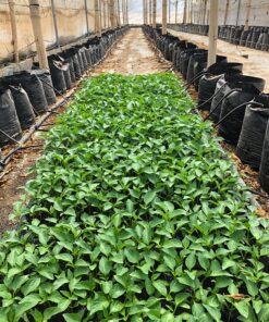 Bell Pepper Seeds for Planting - California Wonder - Heirloom Non-GMO Pepper Seeds for Planting - 100 Seeds - Sweet Pepper Matures from Green to Red by RDR Seeds 30 91JvGzUfrML