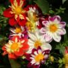 Outsidepride Dahlia Dandy Garden Cut Flower Seed Mix Great for Bouquets & Dried Floral Arrangements - 500 Seeds Dandy Mix 24 91Jyy pG3L