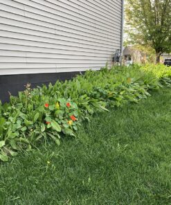 90,000 Wildflower Seeds - 3oz Pure Wild Flower Seed Pack - 25 Variety - Perennial Flower Seeds for Attracting Birds & Butterflies - Open Pollinated, Flower Garden Seeds for Planting Outdoors Perennial (3oz) 48 91JzzSdSAlL