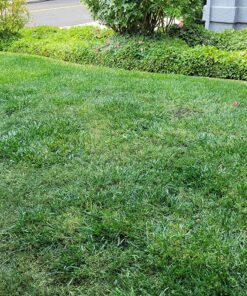 D.B. Smith Contractor 190216 2-Gallon Sprayer for Weed Killers, Herbicides, and Insecticides 2 Gallon 40 91KChEcfIZL