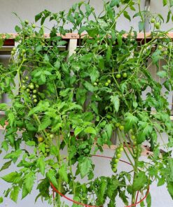 Burpee Super Sweet 100' Hybrid Cherry Tomato, 50 Seeds 35 91KMbcv5ZIL