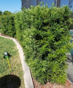 EGO Power+ HT2400 24-Inch 56-Volt Lithium-ion Cordless Hedge Trimmer - Battery and Charger Not Included Green 24in Trimmer NO BATTERY/CHARGER 27 91KR95mRtPL