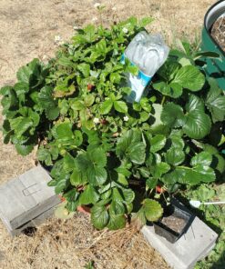 Modern Innovations Ceramic Terracotta Self Watering Spikes (4 Pack) Vacation Automatic Plant Waterer Devices, Indoor/Outdoor Planter Insert, Terra-Cotta Stakes for Potted Plants, Auto-Water System 4 Pack 35 91Kau3mkotL