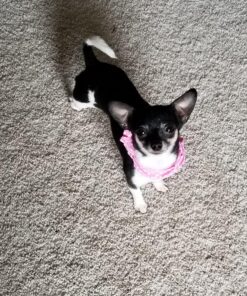 Etna Products JSNY Pet Stairs 3 Steps Stairs, Small Dog/Cat Steps White 35 91KeyFXrpYL