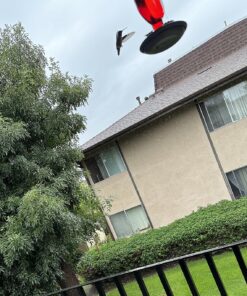 Perky-Pet 8109-2 Antique Glass Bottle Hummingbird Feeder-16-Ounce Capacity, Red beige 1 Count (Pack of 1) Elegant 27 91KiMVMhDL