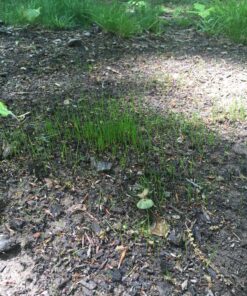 Scotts Turf Builder Grass Seed Quick Fix Mix Fast Growing Turf for a Temporary Lawn, 3 lbs. 3 lb. 63 91Km7xRwUgL