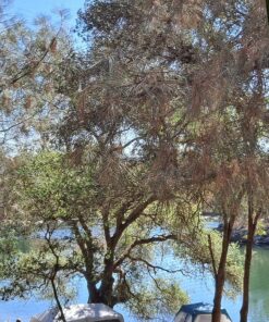 Coleman Skylodge Screened Canopy Tent with Instant Setup, 10x10/15x13ft Portable Screen Shelter with 1-Minute Setup for Bug-Free Lounging, Great for Picnic, Yard, Beach, Park, Camping, & More 15 X 13 Feet Green 41 91KouYm8DRL