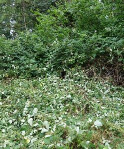 EGO Power+ HT2400 24-Inch 56-Volt Lithium-ion Cordless Hedge Trimmer - Battery and Charger Not Included Green 24in Trimmer NO BATTERY/CHARGER 23 91KvsDNUEL