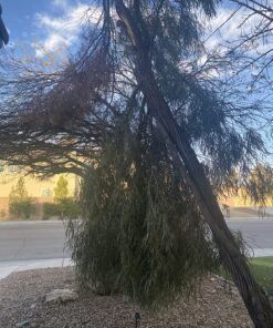 Sun Joe SWJ800E 8-Inch 6.5-Amp Telescoping Electric Pole Chain Saw with Automatic Chain Lubrication System Pole Saw 8-Inch Bar/Chain 8.7' Max. Extension 45 91KwaTfXqNL