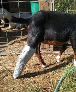 Oodles of Noodles Foam Pool Swim Noodles - 5 Pack multicolored 29 91L6J4QsklL