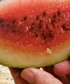 Heirloom Fruit Seeds- Non Hybrid- Real Survival Seeds. Honeydew Green Melon, Banana Melon, Honey Rock Cantaloupe, Watermelon Crimson Sweet, Sugar Baby Watermelon Seeds, Hales Best Jumbo Melon,Non GMO 30 91LDmeH9 UL