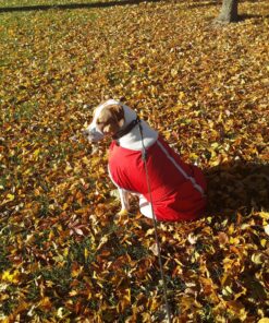 Zack & Zoey Nor'Easter Blanket Coat, X-Large, Red 1 49 91LGiPu356L 1